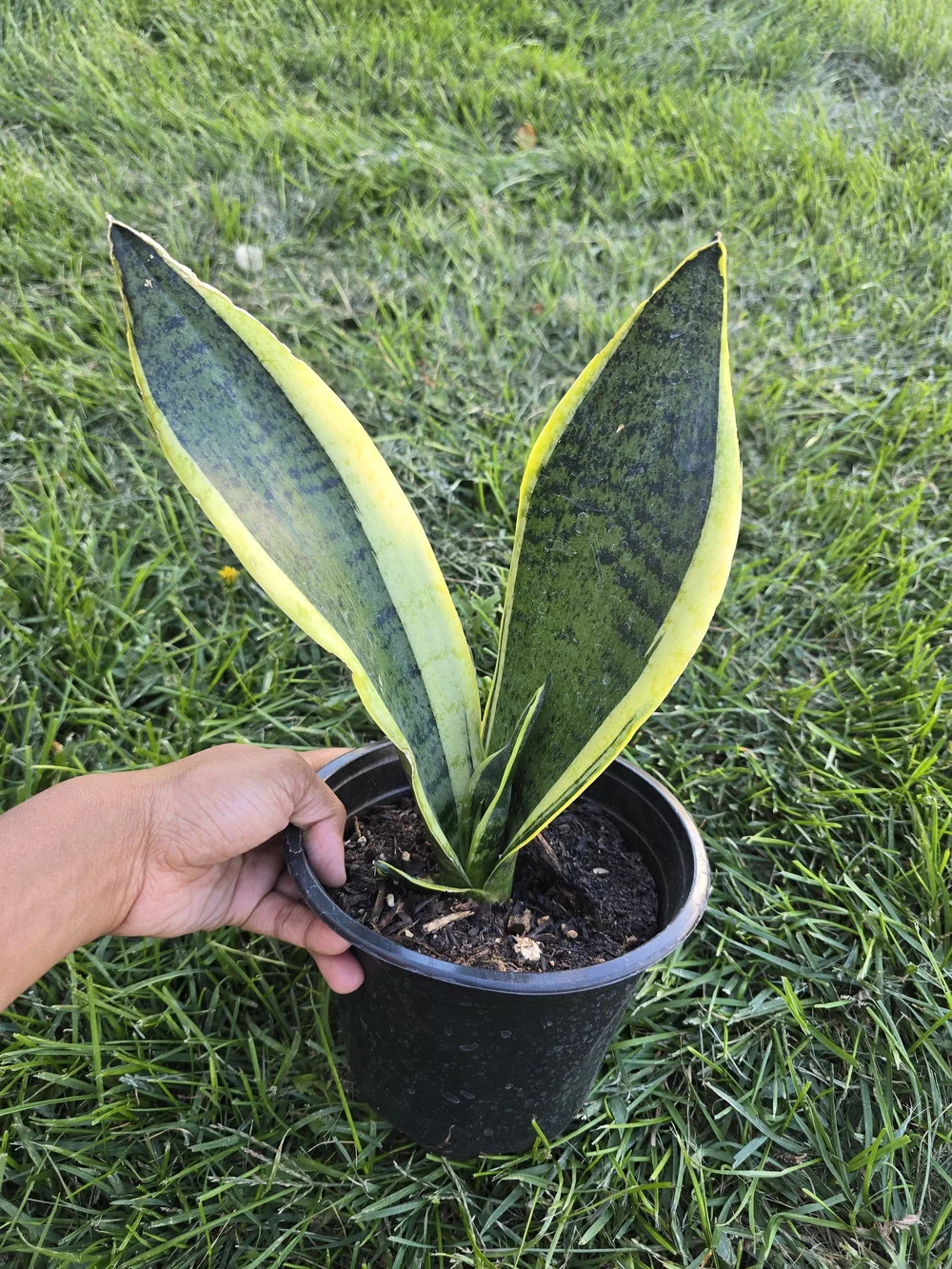 Sansevieria (Snake Plant) with Yellow-Edged Green Leaves - Indoor/Outdoor Plant